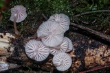 Mycena lumina image