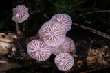 Mycena lumina image