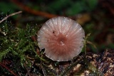 Mycena lumina image