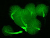Mycena lumina image