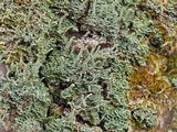 Cladonia cylindrica image