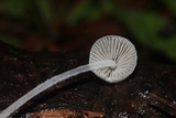 Mycena perlae image