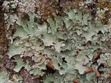Canomaculina subtinctoria image