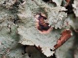 Canomaculina subtinctoria image