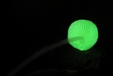 Mycena perlae image