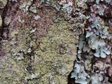 Vainionora americana image