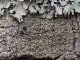 Lecidella elaeochroma f. elaeochroma image