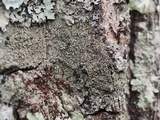 Lecidella elaeochroma f. elaeochroma image