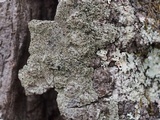 Lecidella elaeochroma f. elaeochroma image