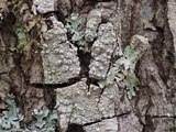 Pertusaria subpertusa image