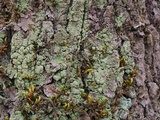 Image of Phyllopsora confusa