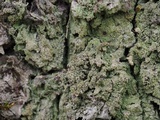 Phyllopsora confusa image