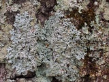 Hypotrachyna pustulifera image