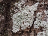 Pertusaria paratuberculifera image