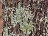 Punctelia missouriensis image