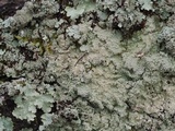 Punctelia missouriensis image