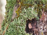 Cladonia ochrochlora image