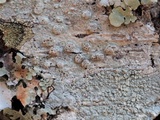 Pertusaria subpertusa image