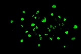 Mycena perlae image