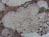 Lecanora subpallens image