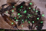 Mycena perlae image