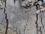 Pertusaria multipunctoides image