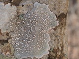 Pertusaria multipunctoides image