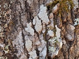 Pertusaria multipunctoides image