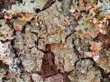 Pertusaria paratuberculifera image