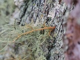 Usnea pensylvanica image