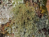 Usnea pensylvanica image