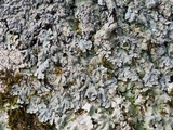 Pyxine sorediata image