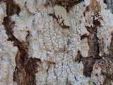 Varicellaria velata image