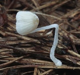 Mycena perlae image