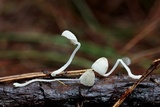 Mycena perlae image