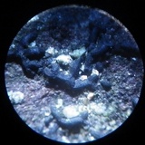 Glonium graphicum image