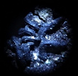 Glonium graphicum image
