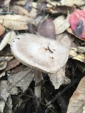 Amanita porphyria image