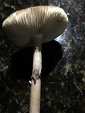 Amanita porphyria image