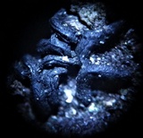 Glonium graphicum image