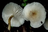Ripartitella brasiliensis image
