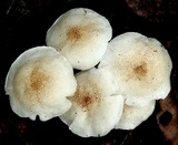Ripartitella brasiliensis image