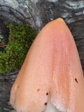 Hygrocybe calyptriformis var. calyptriformis image