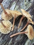 Lichenomphalia umbellifera image