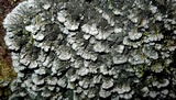 Coccocarpia palmicola image
