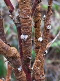 Pucciniastrum goeppertianum image
