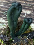 Microglossum viride image