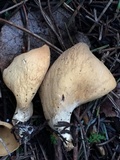 Otidea leporina image