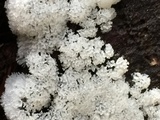 Ceratiomyxa fruticulosa var. fruticulosa image