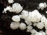 Ceratiomyxa fruticulosa var. fruticulosa image